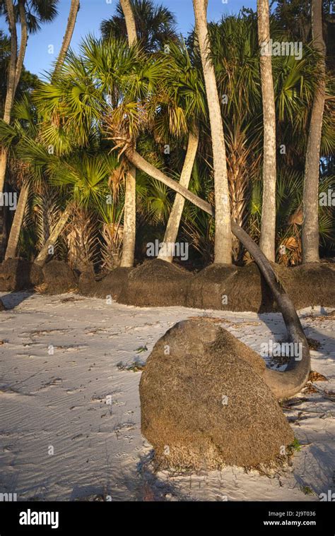 Sable Palm Trees Along Shoreline Of Harney Lake At Sunset Florida