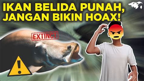 Ikan Belida Lopis Jawa Punah Jangan Ngadi Ngadi Youtube