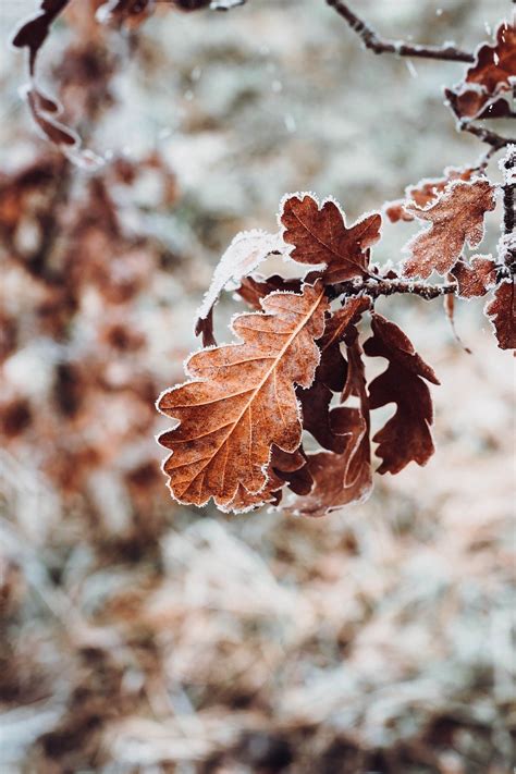 Plus de 400 000 images de Fond D Écran Rouge et de Fond D Écran Pixabay