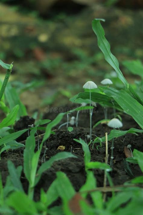 Mushroom Wallpaper ,Fantasy Wallpaper, 4K, Mushroom Light, Fantasy Mushroom, Jungle, Forest ...