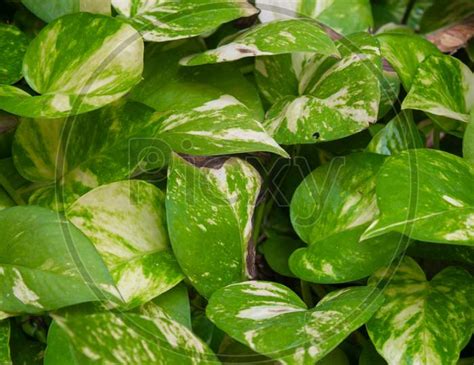 Image Of Twigs Of Money Plant Sprouting Out Of A Pot Epipremnum Aureum