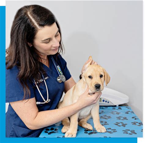 Services 5 New Newtown Square Veterinary Hospital