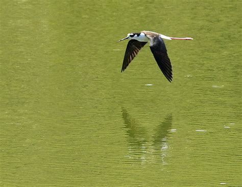 Black Necked Stilt Charles D Peters M P R Flickr