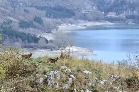 Eric D Rr Photographie Loups Dans Les Abruzzes C