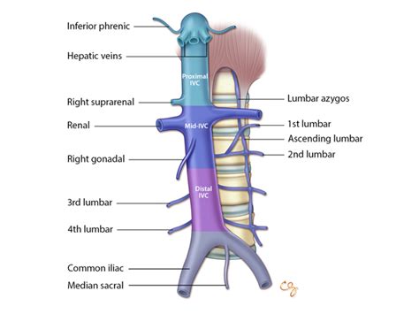 Aorta/IVC: Anatomy & Physiology - Introduction | SonoSim | Anatomy and ...