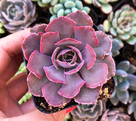 Echeveria Shaviana Pink Frills