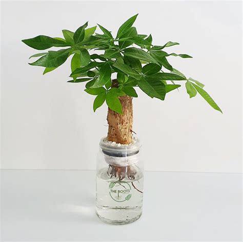 Pachira Aquatica Money Tree Plant Hydroponic Gardening Plants On