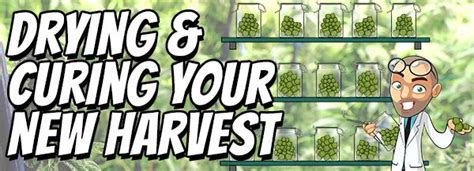 Tips For Harvesting Cannabis - Marijuana Grow Guides