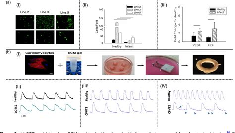 Figure 2 From Recent Advances In Soluble Decellularized Extracellular