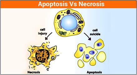 Difference Between Apoptosis And Necrosis Biology