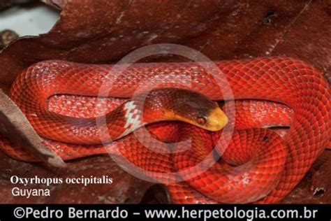 Oxyrhopus Occipitalis The Reptile Database