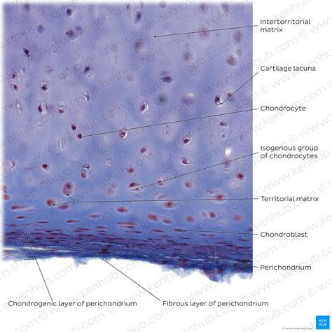 Hyaline Cartilage Histological Features And Cells Kenhub