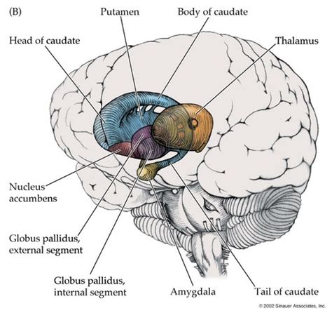 Lecture 16 Basal Ganglia Flashcards Quizlet