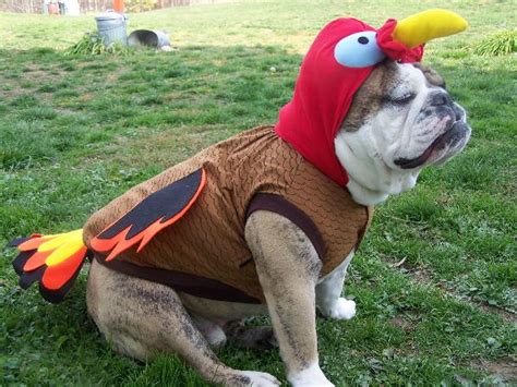 Turkey Dog Costume with Same Day Shipping | BaxterBoo