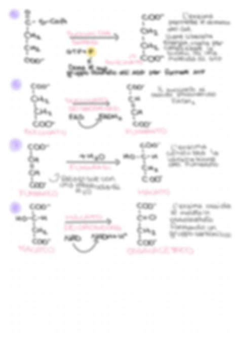 SOLUTION Ciclo Di Krebs Studypool