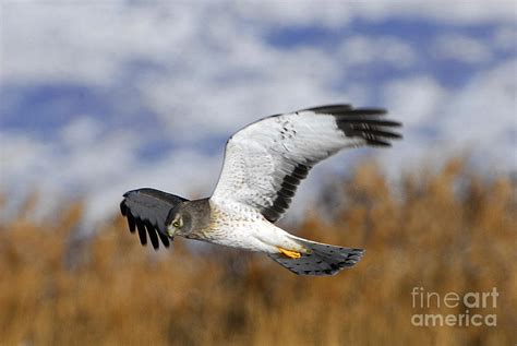 Harrier Hawk Hunting Photograph by Dennis Hammer - Fine Art America