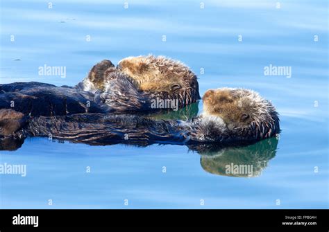 Sleeping otters hi-res stock photography and images - Alamy