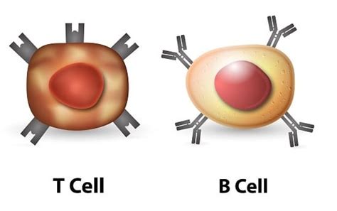 Venn Diagram Of T Cells And B Cells Venn Diagram Showing The