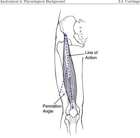 7 Muscle Line Of Action And Pennation Angle Adapted From 44