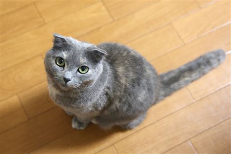 おとなしい性格の猫の種類8選！魅力や特徴、飼い方の注意点は？