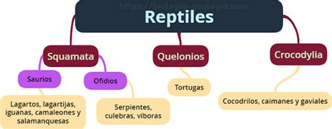 Semejanzas Y Diferencias Entre Mamiferos Aves Reptiles Anfibios Y Peces