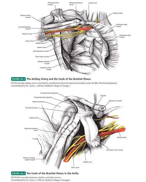 Lateral Thoracic Wall And Superficial Axilla Artofit