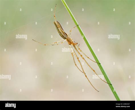 Long Jawed Orb Weaver Spider Tetragnatha Extensa Adult Spider On It S