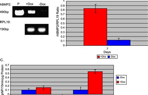 The Teton System Regulates Hbmp 2 Expression In Vitro Via The