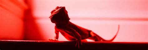 long tail keywords longtail dragon