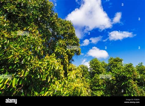 California avocado farm hi-res stock photography and images - Alamy