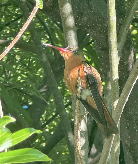 Cinnamon Hummingbird (Tres Marias Is.) - eBird