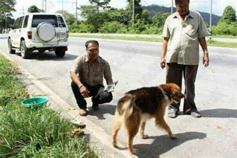 「粗心」男子將愛犬遺忘路邊，小狗原地苦守七個月，終與主人重逢 每日頭條