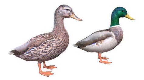 Mallard Duck Male-Female 3D model | CGTrader