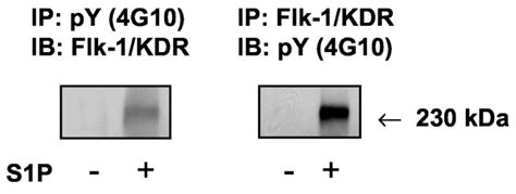 Transactivation Of Vascular Endothelial Growth Factor Vegf Receptor