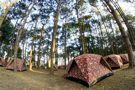 Camping In Pine Forrest At Phu Hin Rong Free Stock Photo Public