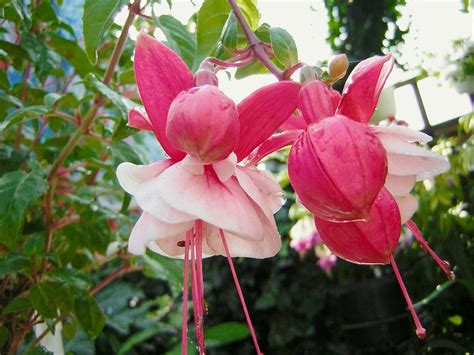 Growing Fuchsias As Standards