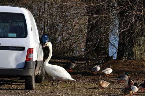 Swan Lovers