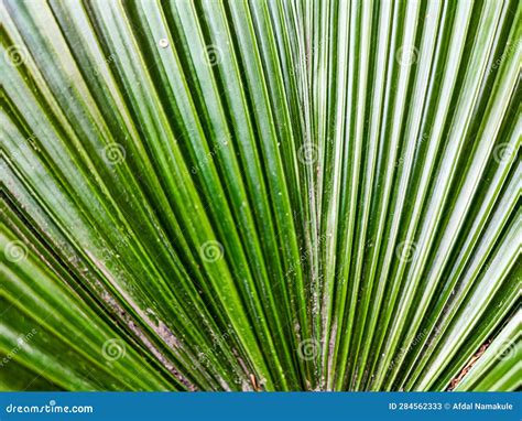 Green Palm Leaves for Background or Wallpaper Stock Image - Image of ...