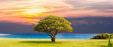 Green Tree Wallpaper 4K, Ocean view, Grassland, Summer