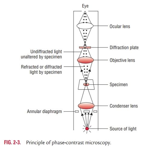 Microscopy And Types Of Microscopy