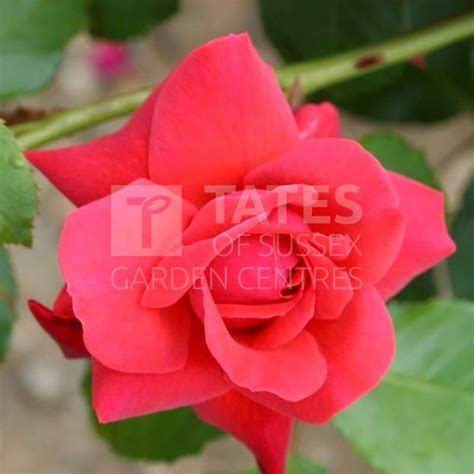 Climbing Rose Danse De Feu Roses Tates