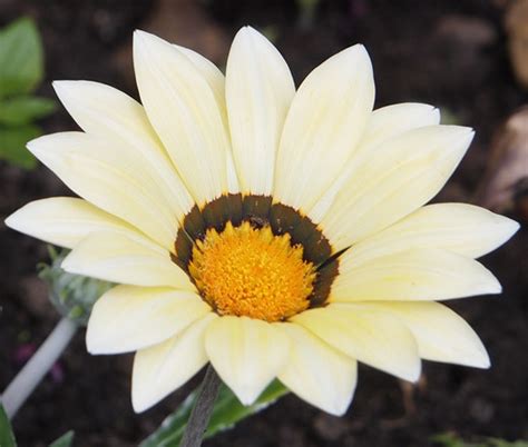 Gazania Garden Leader White Gazania Rigens Seeds