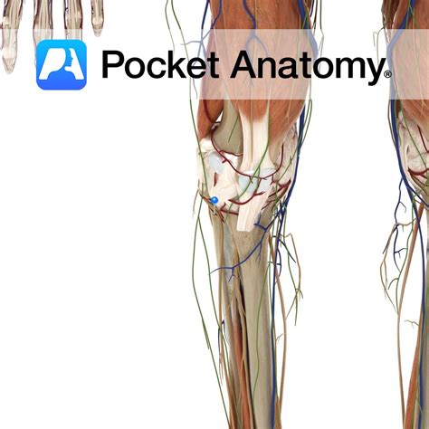 Circumflex fibular artery - Pocket Anatomy