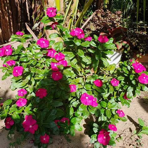 Flores Resistente Ao Sol E Chuva - 25 Plantas para Jardim Resistentes ao Sol e Chuva – Dicas de Plantas