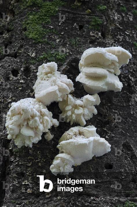 Image Of Rare Tiered Tooth Fungus Hericium Cirrhatum On Dead