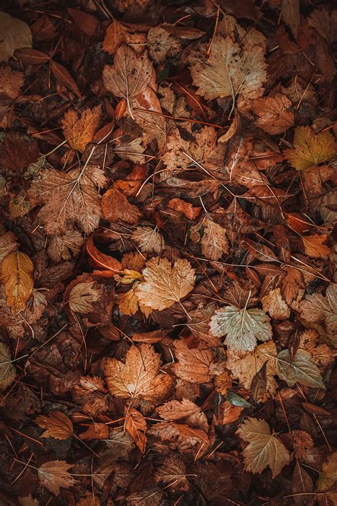 4k Descarga Gratis Hojas Secas Marrones Otoño Hojas Caídas Fondo De Pantalla De Teléfono