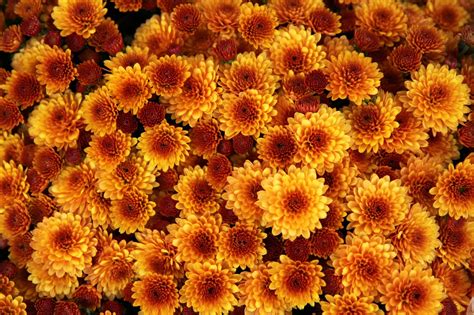 Download Free Photo Of Chrysanthemumflowerorangebloomblossom From