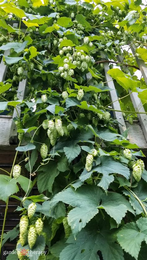 Herbal Guide to Hops: Growing, Harvesting, and Using Hops Plant ...