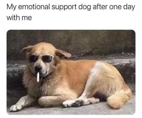 My Emotional Support Dog After One Day With Me Funny