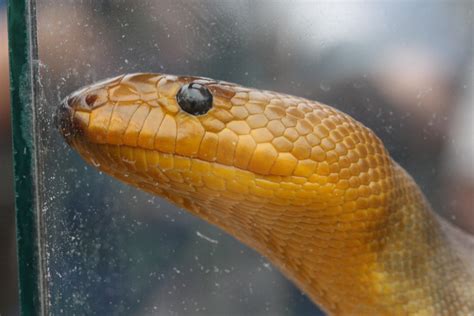 Beautiful snake at the San Diego Zoo [oc] : r/reptiles